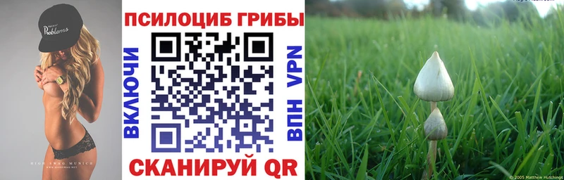 Псилоцибиновые грибы Psilocybe  Купить где  Кадников 